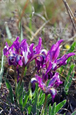 Close-up of violet wild iris
