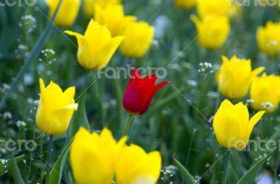 Spring background with tulips 