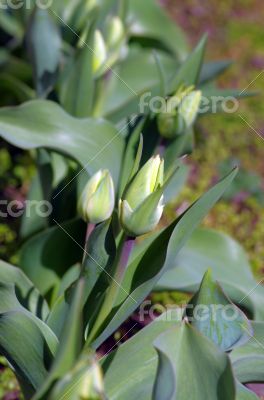 Spring background with tulips