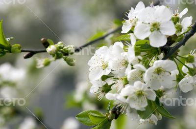 Cherry blossom closeup over natural background