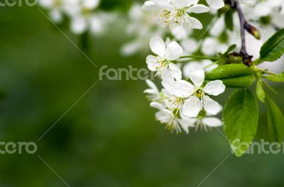 Cherry blossom closeup over natural background