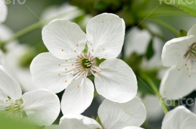 Cherry blossom closeup over natural background