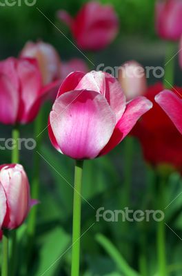 Spring background with tulips