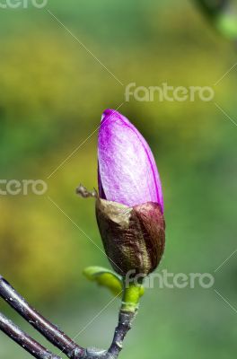 Blossoming of magnolia flowers in spring time