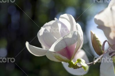 Blossoming of magnolia flowers in spring time