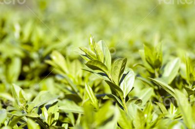 Green leaf plant in the garden as a background 