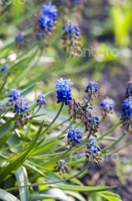Blue flowers Muscari or murine hyacinth buds and leaves (selecti