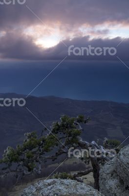 mountain pine in the background is Demerdji in the Crimea