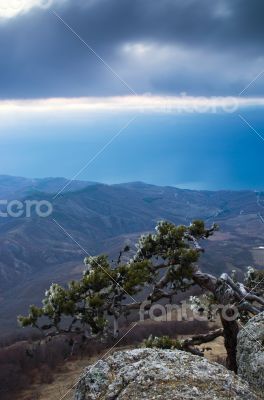mountain pine in the background is Demerdji in the Crimea