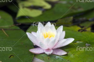 image of a lotus flower on the water