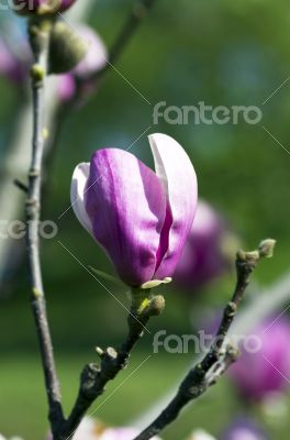 magnolia tree blossom