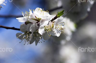 Cherry blossom closeup over natural background