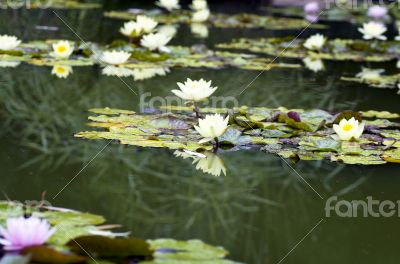 image of a lotus flower on the water 