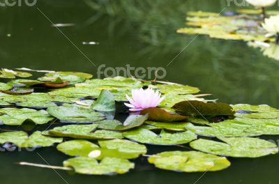 image of a lotus flower on the water 