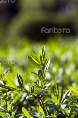 grass and dew abstract background 