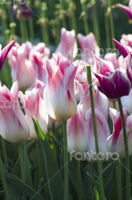 Spring background with tulips over natural background