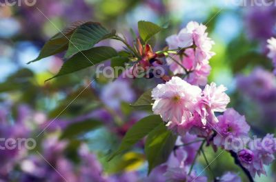 sakura. cherry blossom in springtime, beautiful pink flowers 