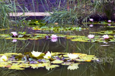 image of a lotus flower on the water 