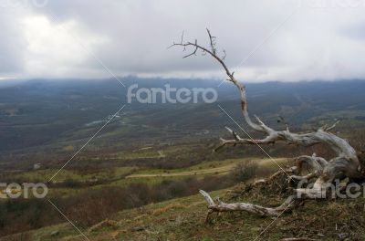 mountain pine in the background is Demerdji in the Crimea
