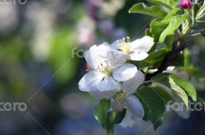 blossom apple tree. Apple flowers close-up.