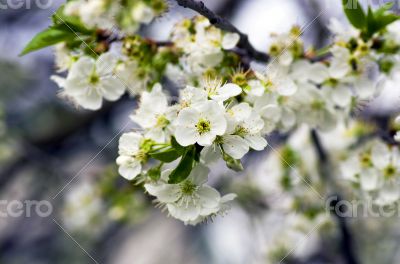 Cherry blossom closeup over natural background 