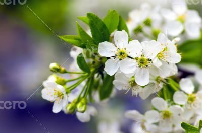Cherry blossom closeup over natural background 