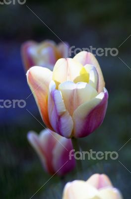 Spring background with tulips