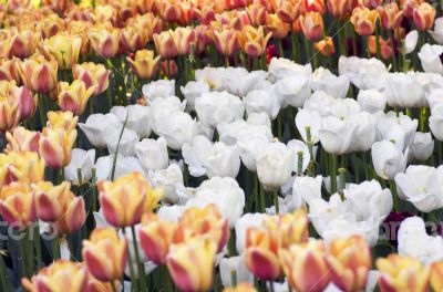 Spring background with tulips
