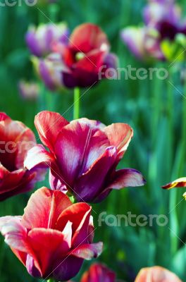 Spring background with tulips 
