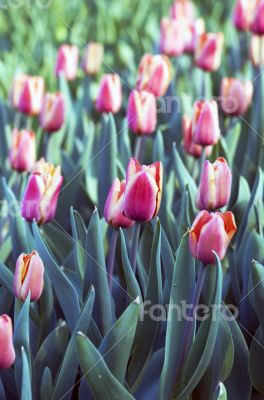 Spring background with tulips 