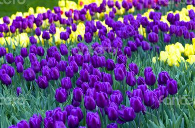 Spring background with tulips 