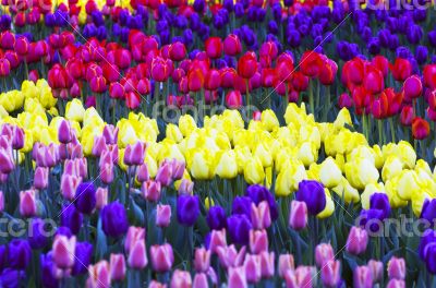 Spring background with tulips 