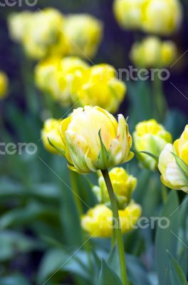 Spring background with tulips 