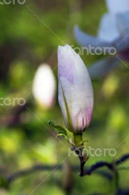 magnolia tree blossom over natural background