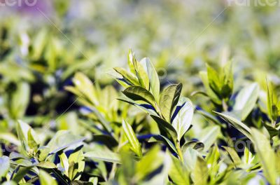 grass and dew abstract background