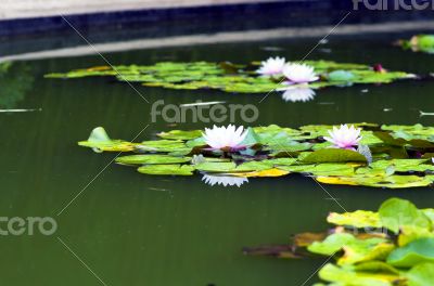 image of a lotus flower on the water 