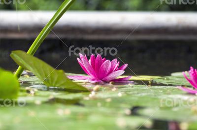 image of a lotus flower on the water 