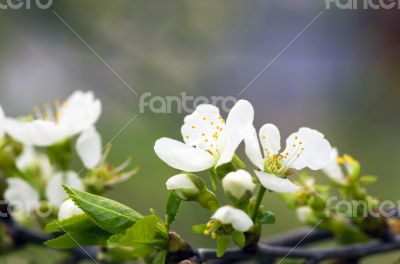 Cherry blossom closeup over natural background 