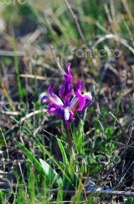 Close-up of violet wild iris 