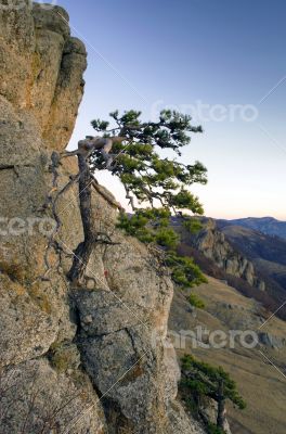 mountain pine in the background is Demerdji in the Crimea 