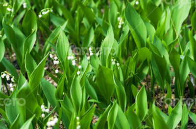 Forest landscape with Lily of the valley 
