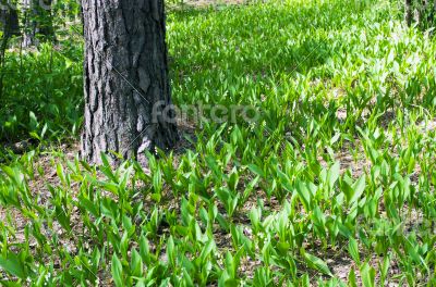 Forest landscape with Lily of the valley 