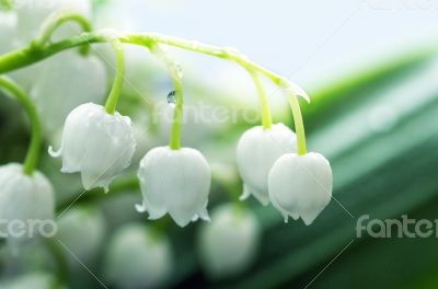 Close up of Lily of the valley