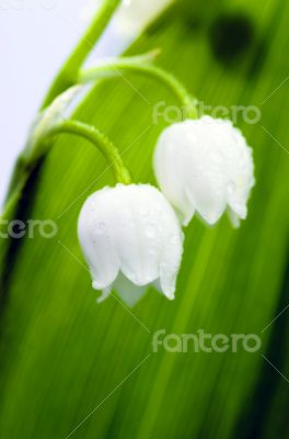 Close up of Lily of the valley