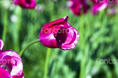 Spring background with tulips over natural background 