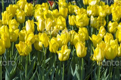 Spring background with tulips over natural background 
