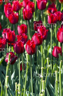 Spring background with tulips over natural background 
