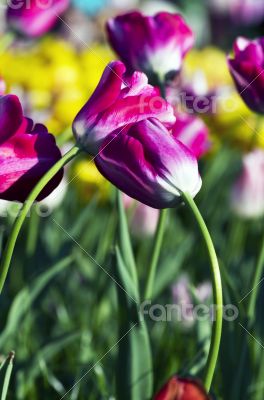 Spring background with tulips over natural background 