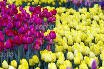 Spring background with tulips over natural background 