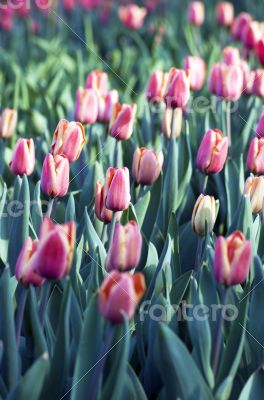 Spring background with tulips over natural background 